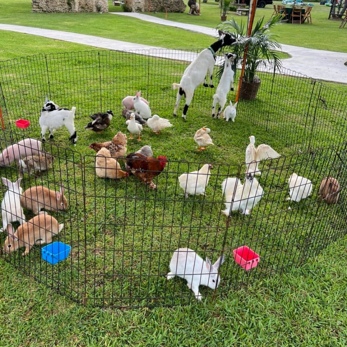 Small goats, rabbits, and chickens inside a wire fence enclosure on green grass.