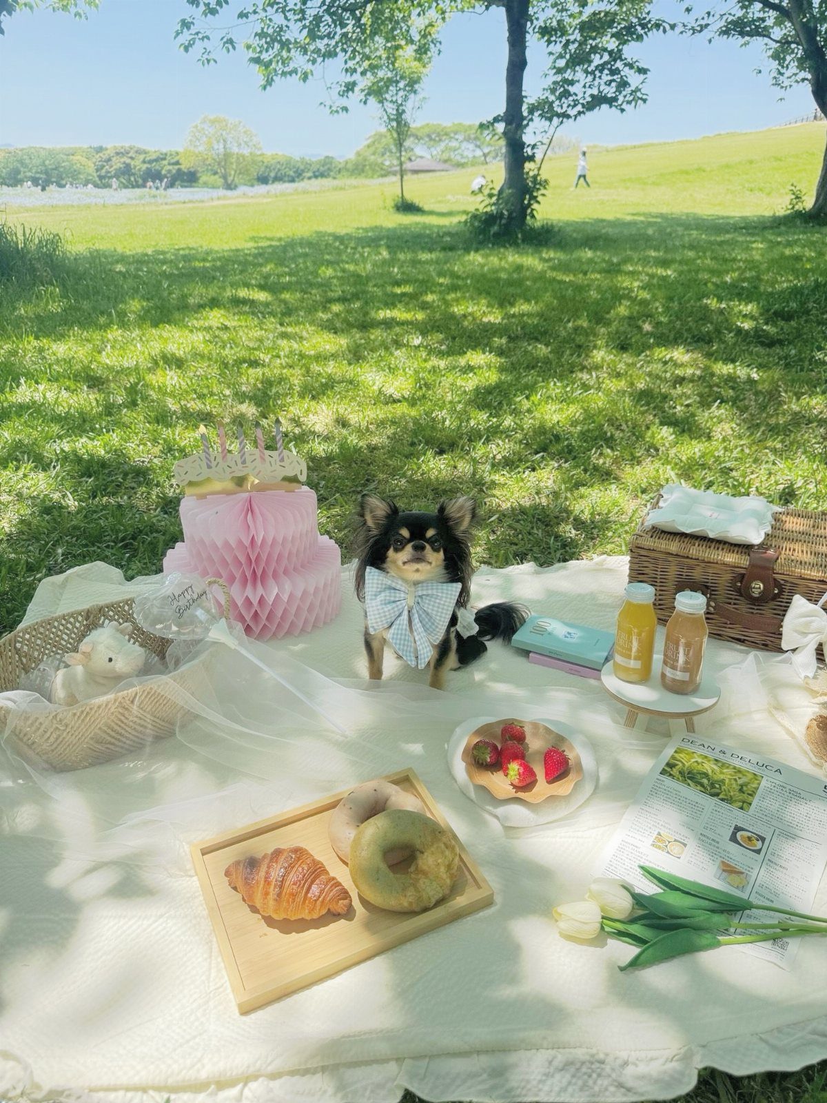 Small dog with a bow tie sitting by a picnic spread in a field